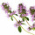Clary Sage (Adaçayı)