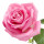 Gül (Bulgaristan)