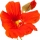 Latin Çiçeği (Nasturtium)