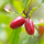 Mucize Meyve (Miracle Berry)