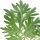 Pelin (Absinthe)