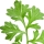 Pelin Otu (Artemisia)
