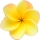 Pembe Frangipani (Bahar Çiçeği)