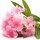 Pembe Nerium (Zakkum) Çiçeği
