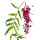 Peru Biberi (Schinus Molle)